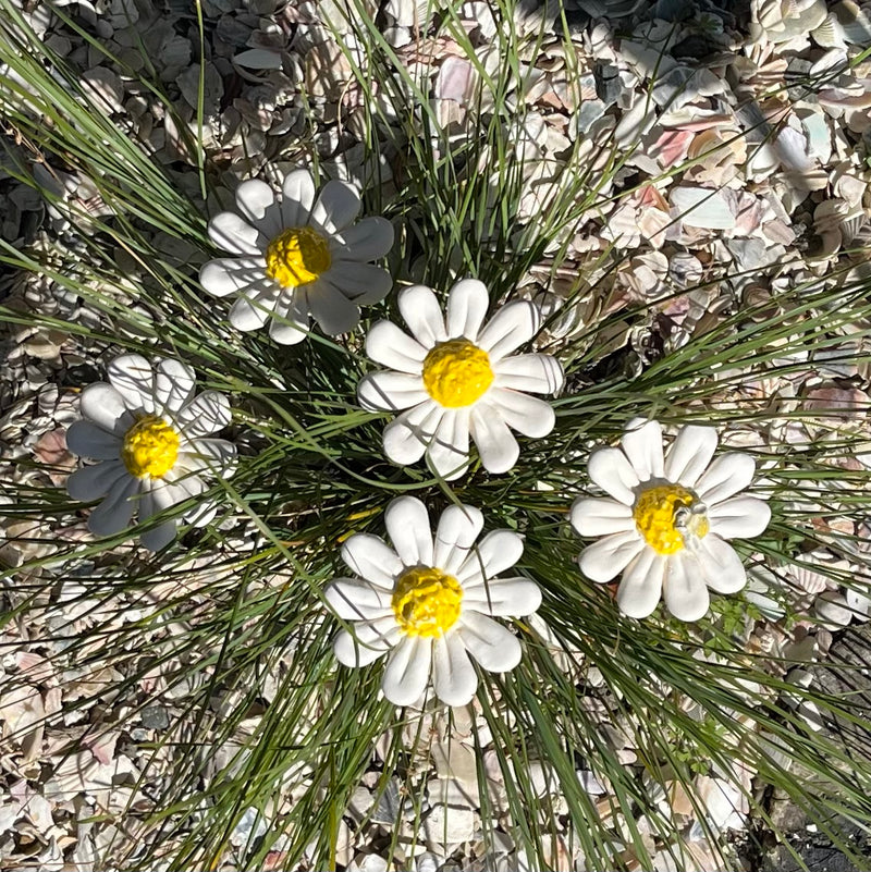 Ceramic Daisies | Box Of 5